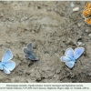 polyommatus amandus daghestan male 2